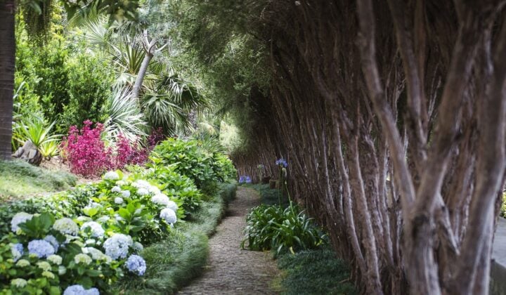 Madeira lush flora