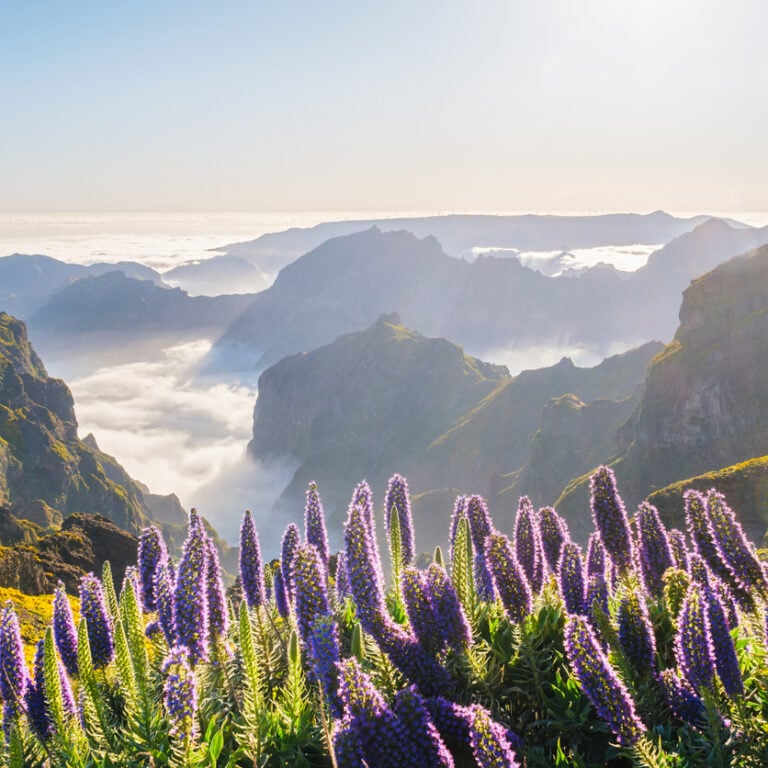 pico do arieiro wildflowers