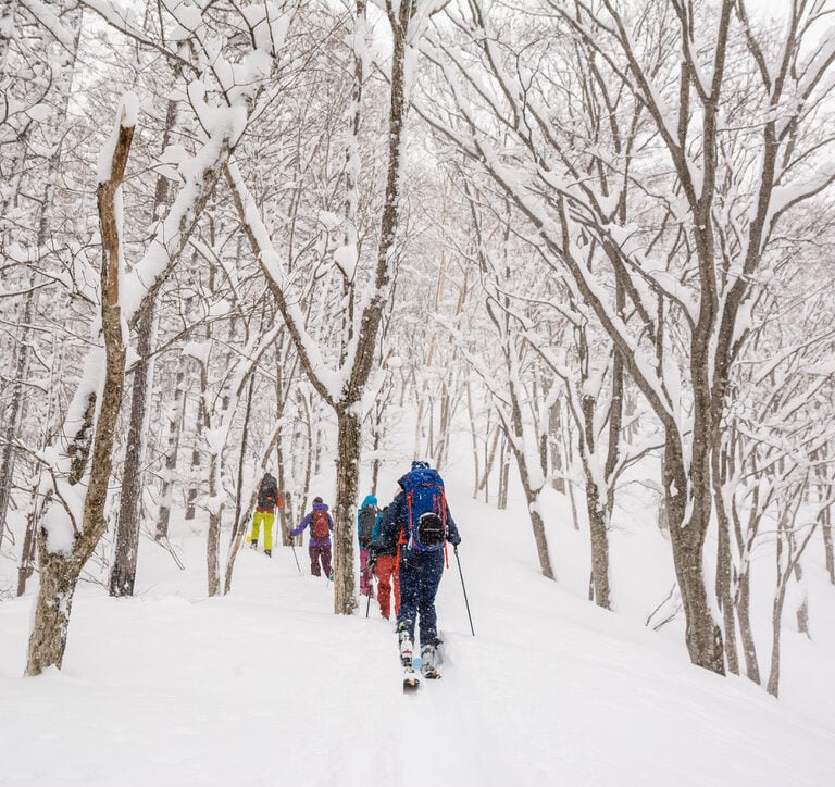 Skiers going into the woods