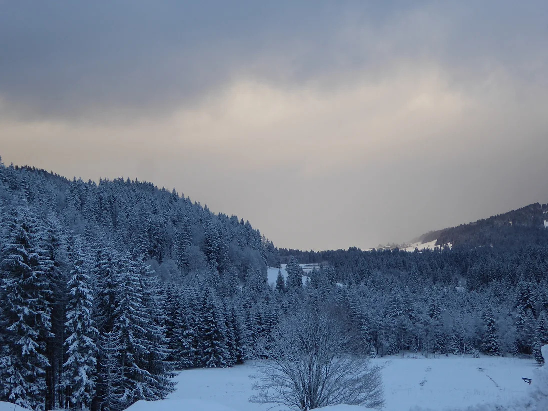 A winter scene with snow-dusted conifer trees in the Italian Alps.