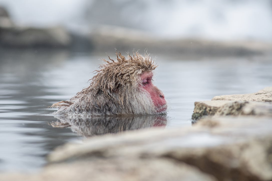Snow monkey bathing