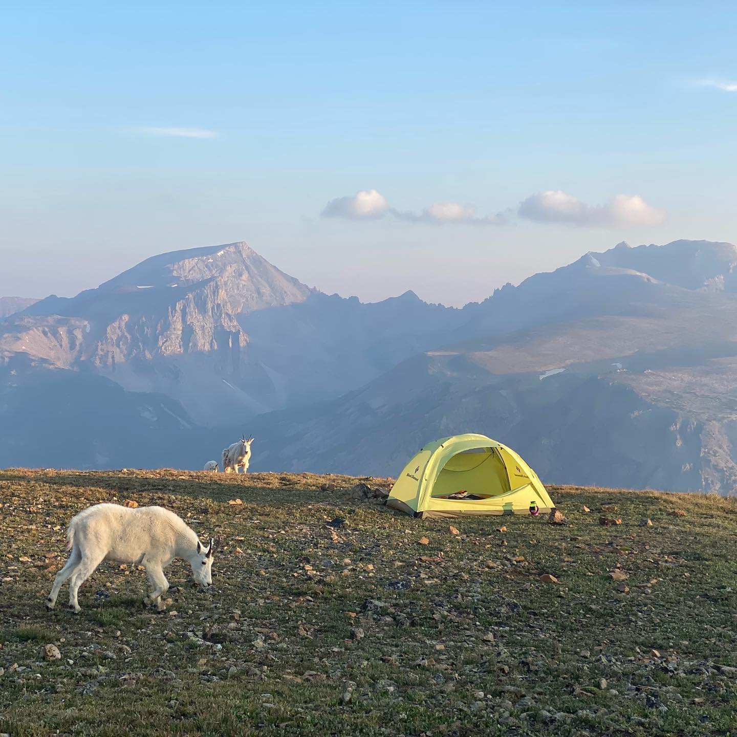 Tent and wildlife in Montana