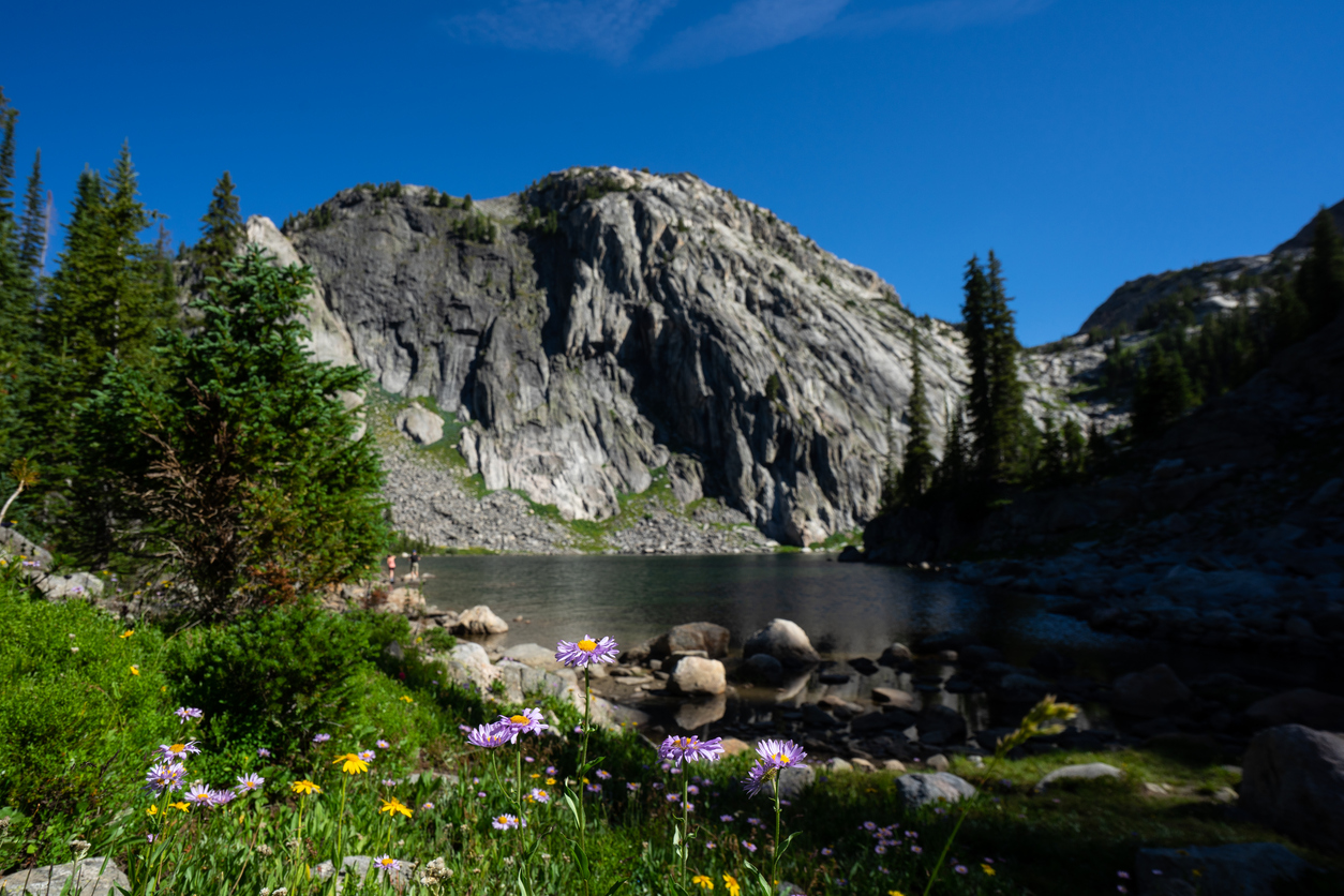 Wildflowers and lake