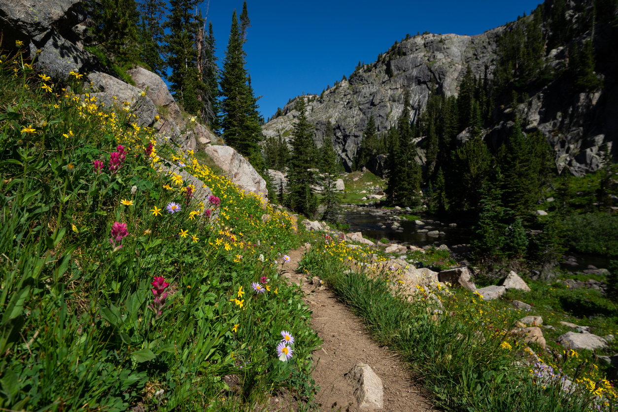 Wildflowers and tent in Montana