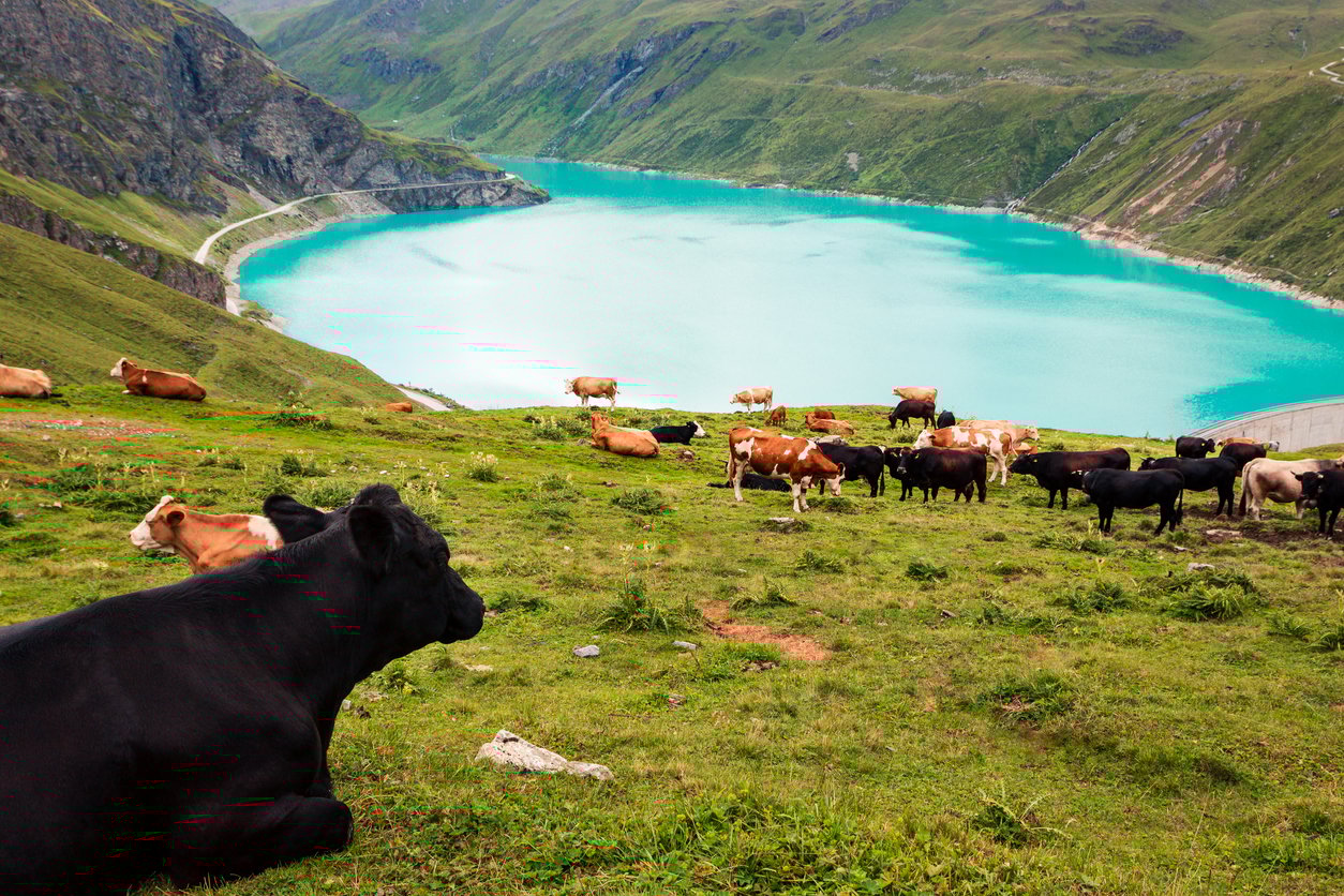 Cows in reservoir Lac Moiry