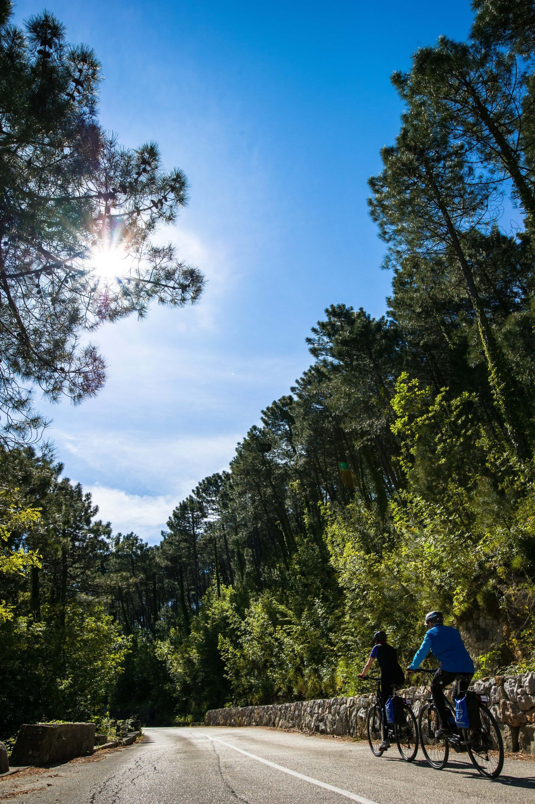 Cycling among conifer woods