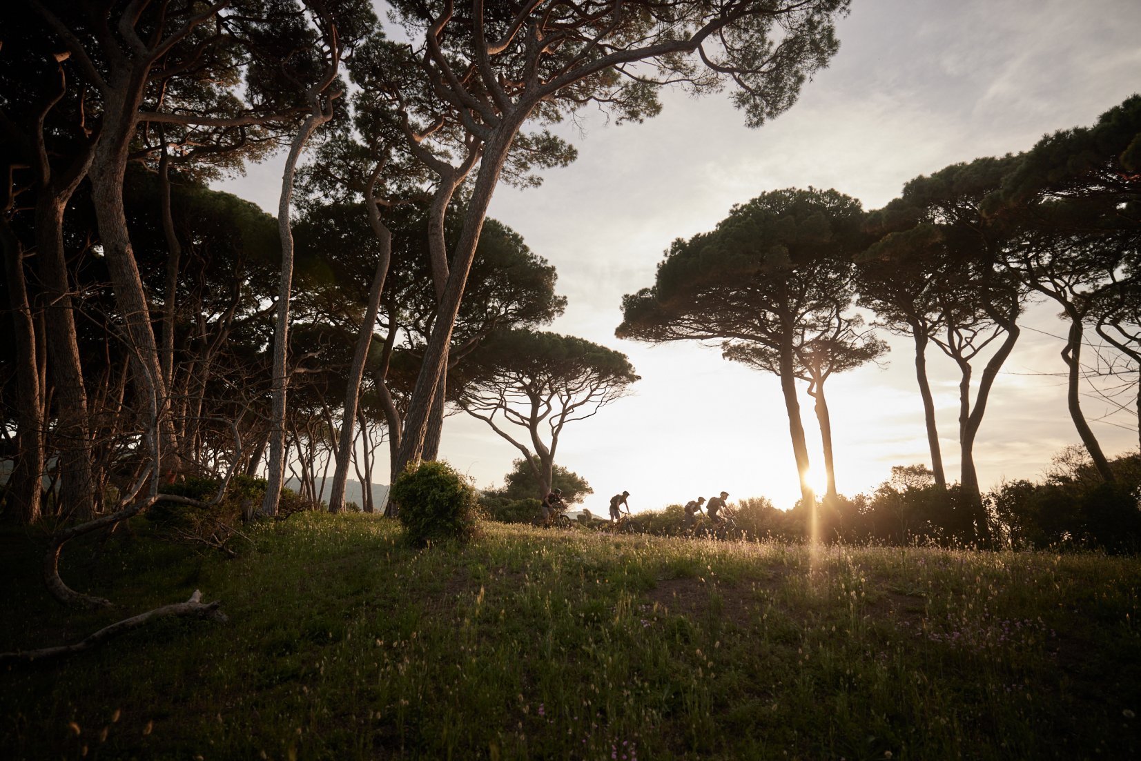 E-mountain bikers riding a trail beside umbrella pines in Tuscany, during sunset.
