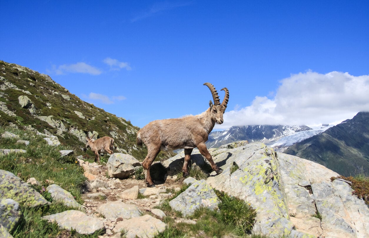 Mountain goat in Aiguilles Rouges