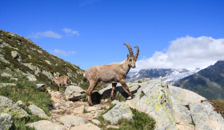 Mountain goat in Aiguilles Rouges