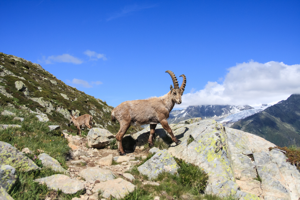 Mountain goat in Aiguilles Rouges