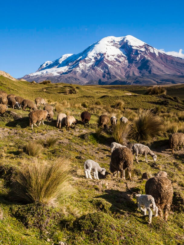 Gorgeous views of Chimborazo, Ecuador