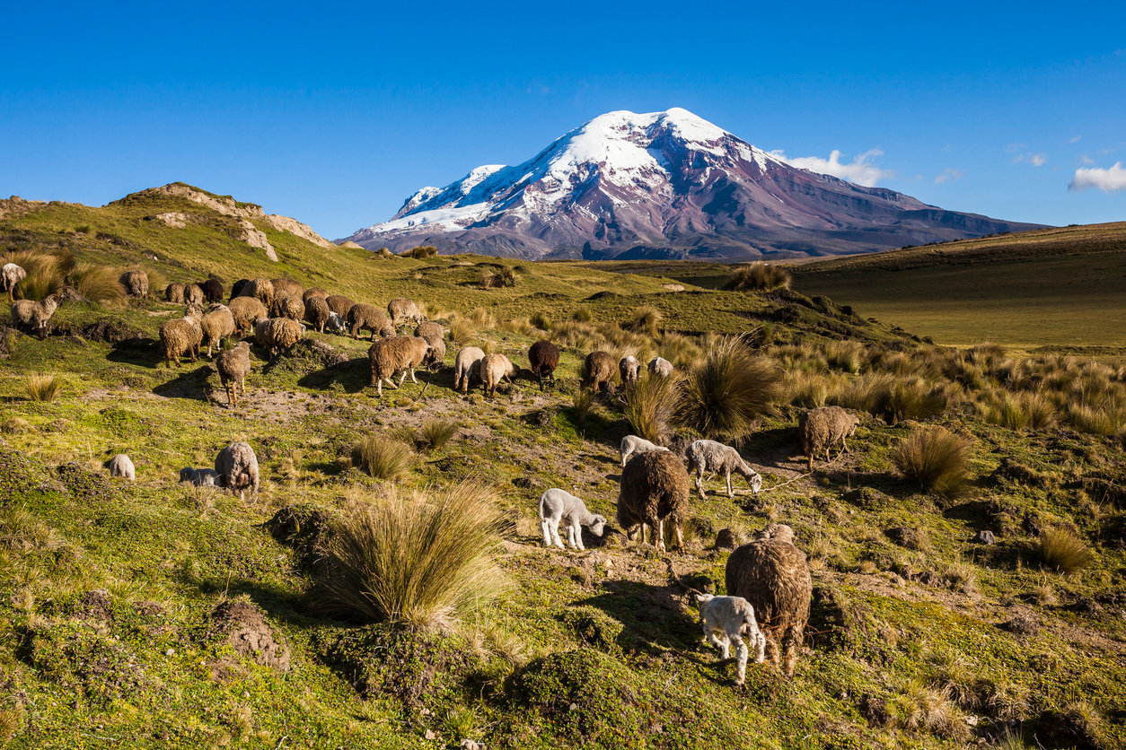 Sheep grazing at the foot of Chimborazo.