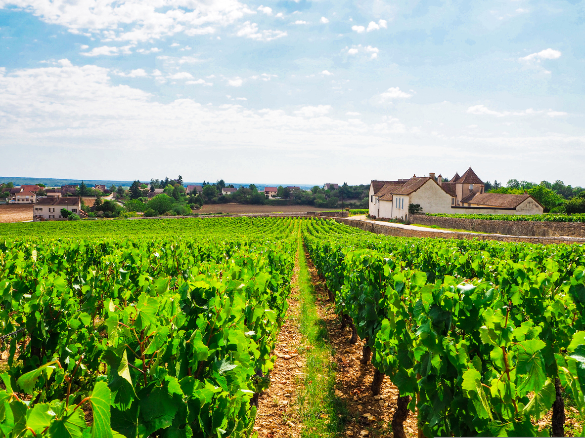 Vineyards in Burgundy