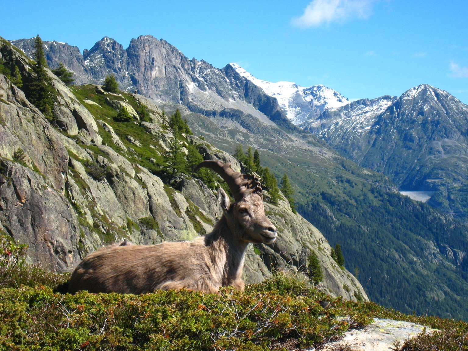 Alpine ibex spotted on the Tour du Mont Blanc.