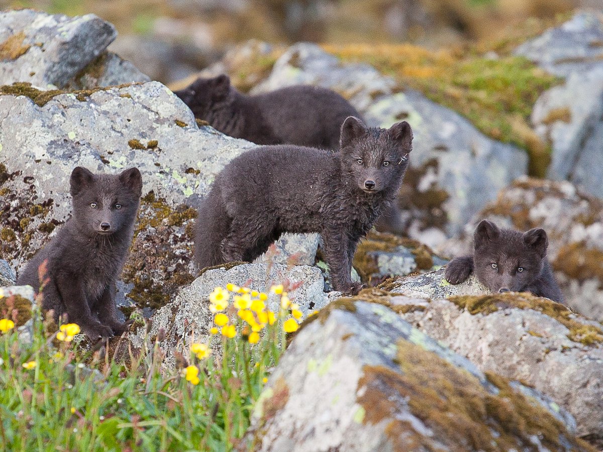 Cubs in their daily exploration
