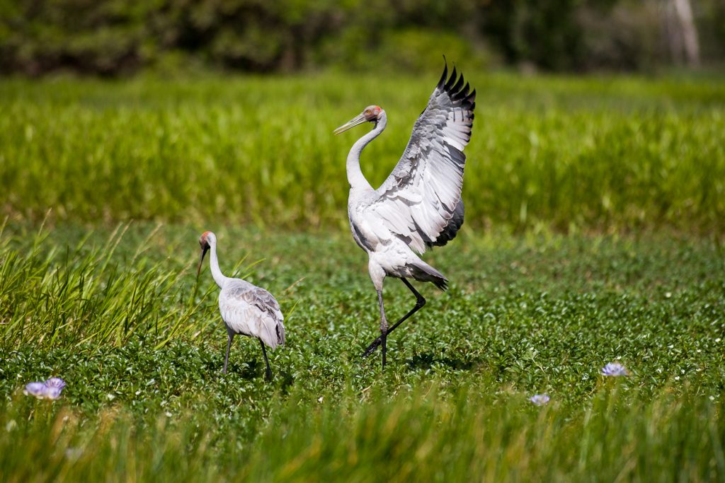 A brolga bird in Australia.
