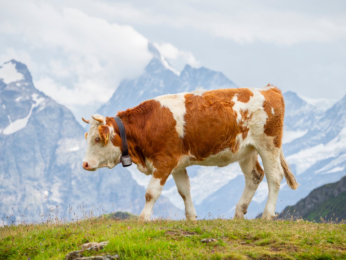 Cow grazing in the Swiss Alps