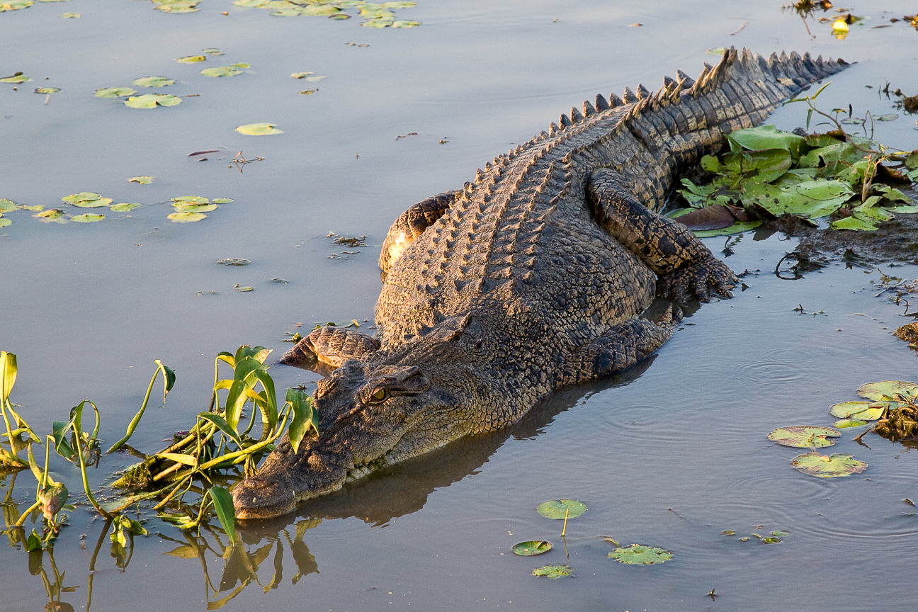 A crocodile in north Australia.
