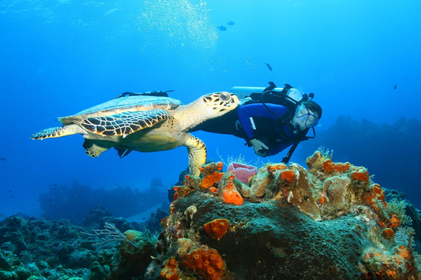 Diver and turtle in Galapagos