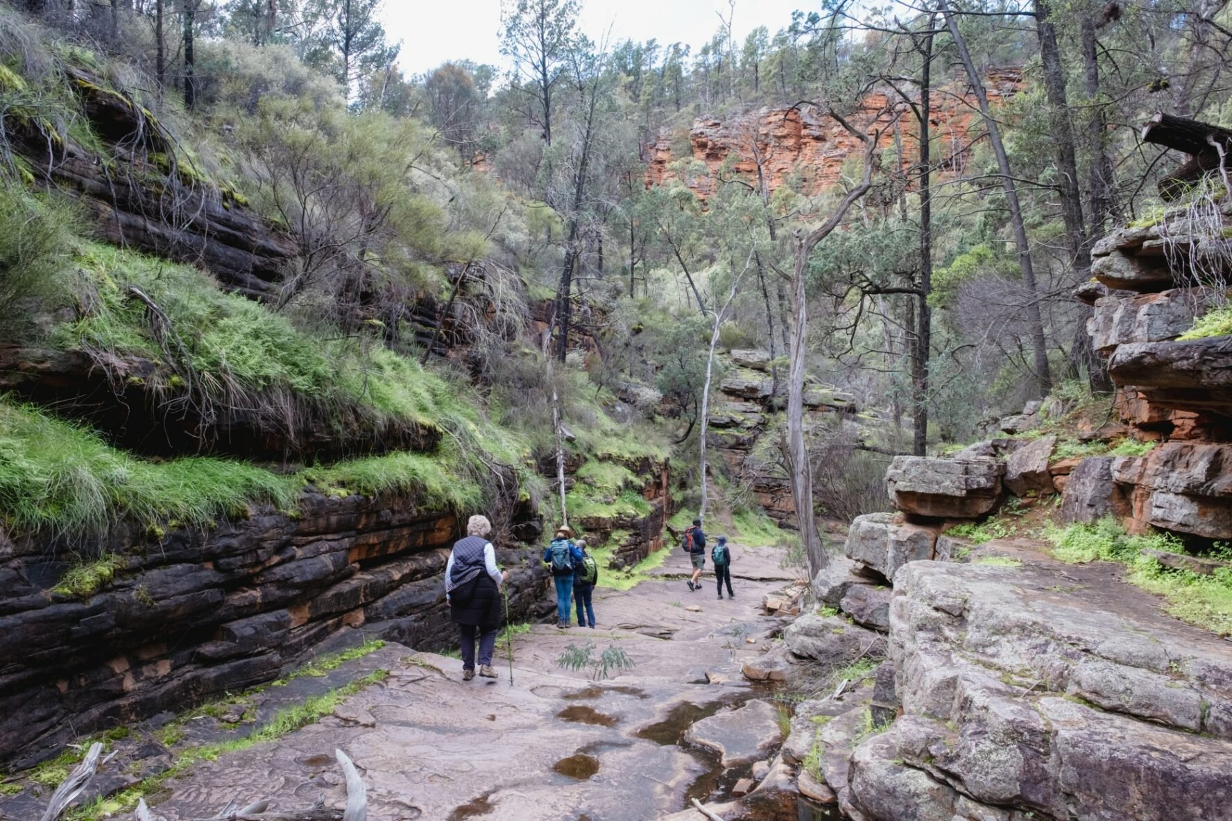Hikers on a trail in the Ikara-Flinders Ranges with characteristic flora.