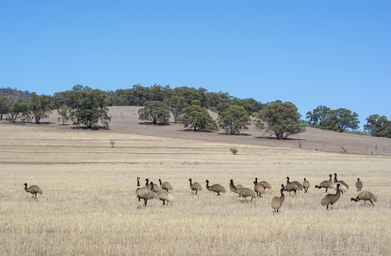 A flock of emus on a plain in the Ikara-Flinders Region, South Australia.