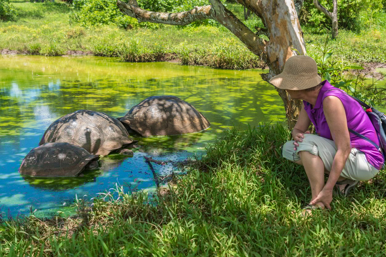 Galapagos giant tortoise next to a hiker