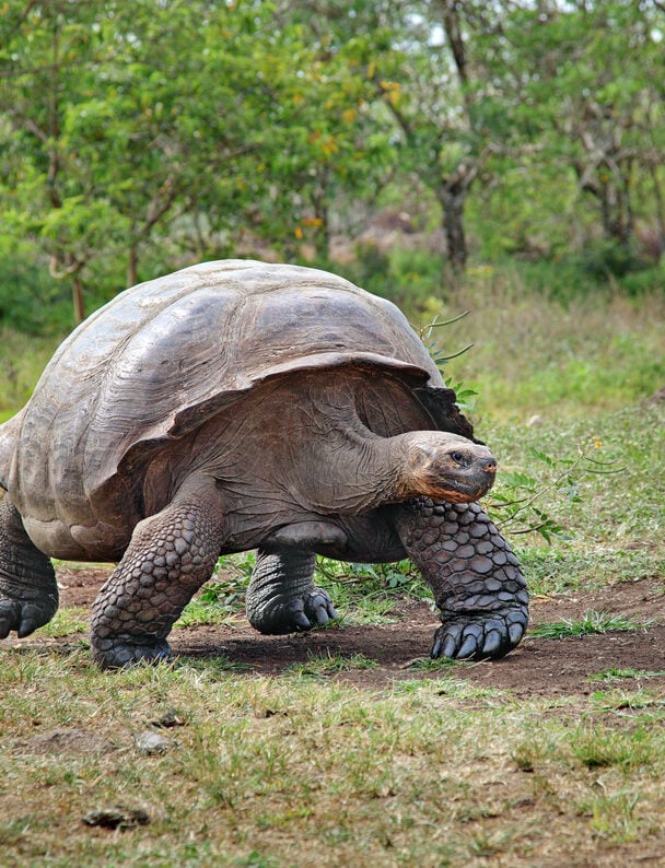 Guided Galapagos active holiday
