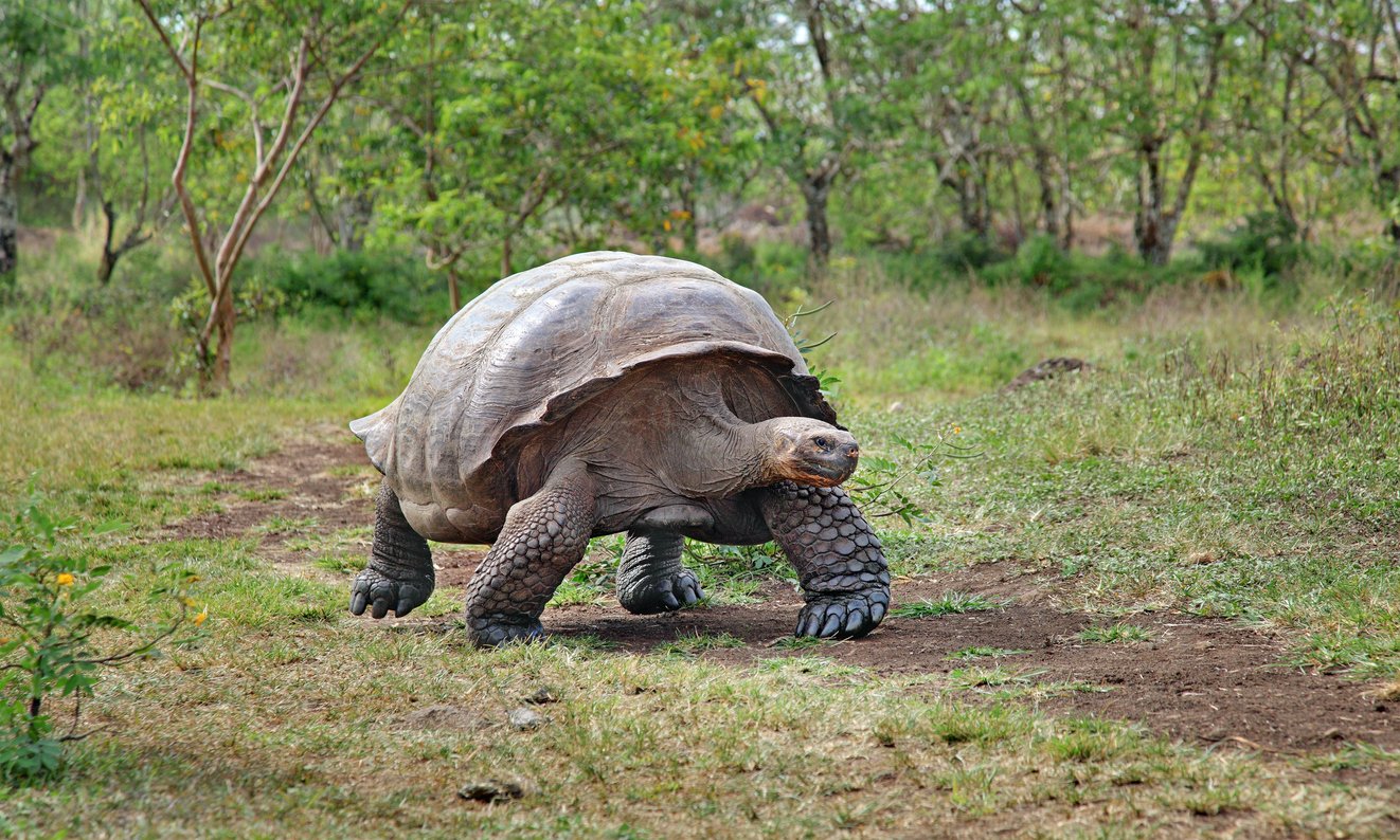 Giant tortoise in Galapagos