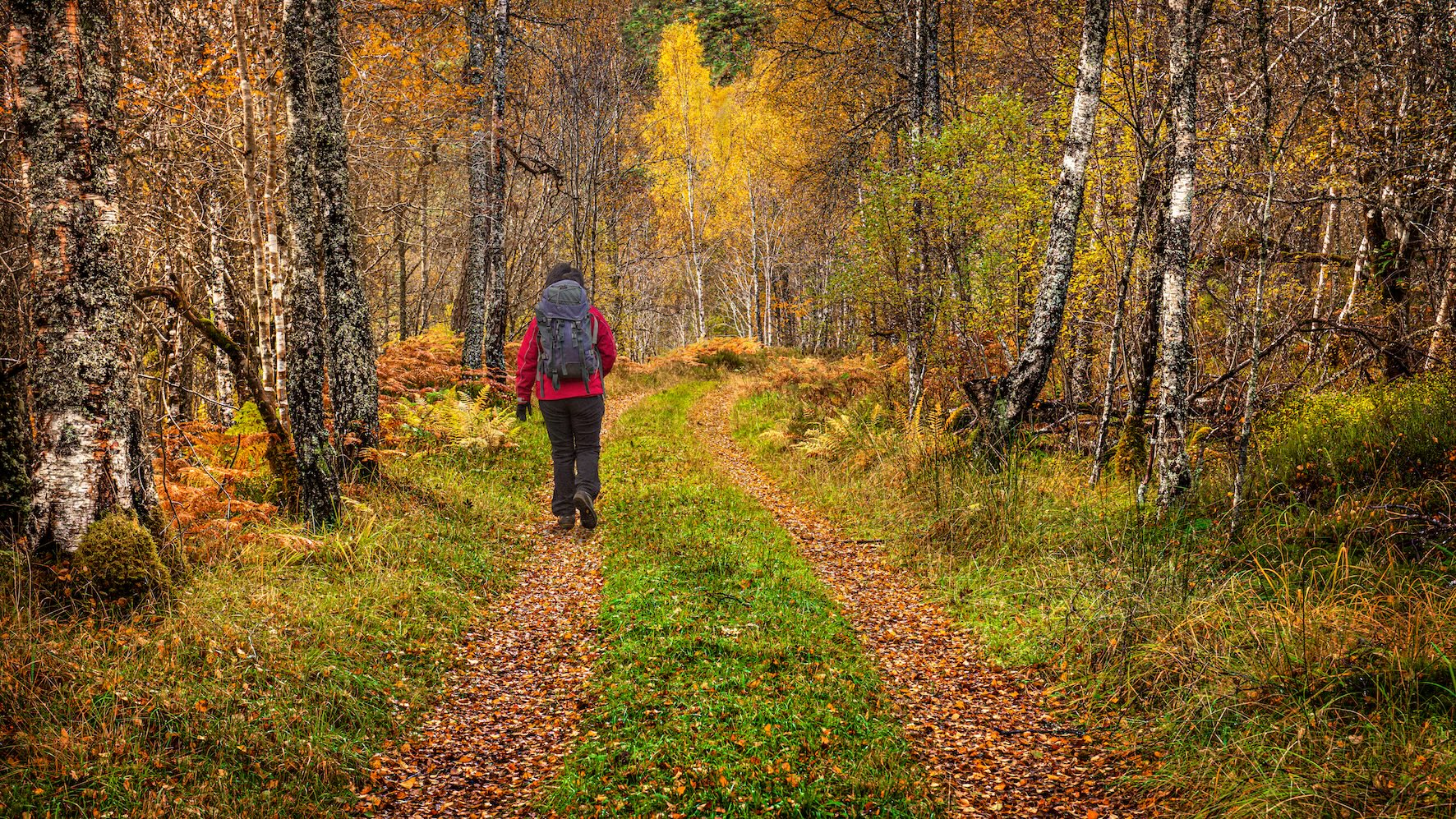 A hiking trail through the autumn colours in Glen Affric in the Scottish Highlands