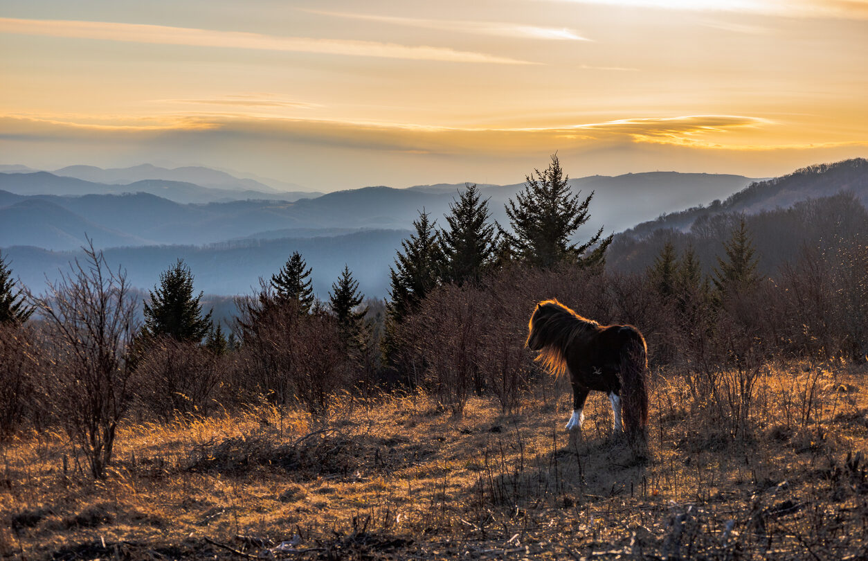 Wild pony at Grayson Highlands