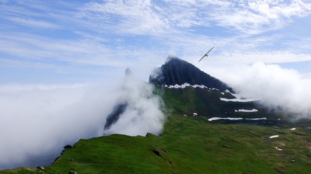 A bird flying over the magnificent Hornbjarg Cliffs, which are engulfed by mist, Hornstrandir, Iceland.