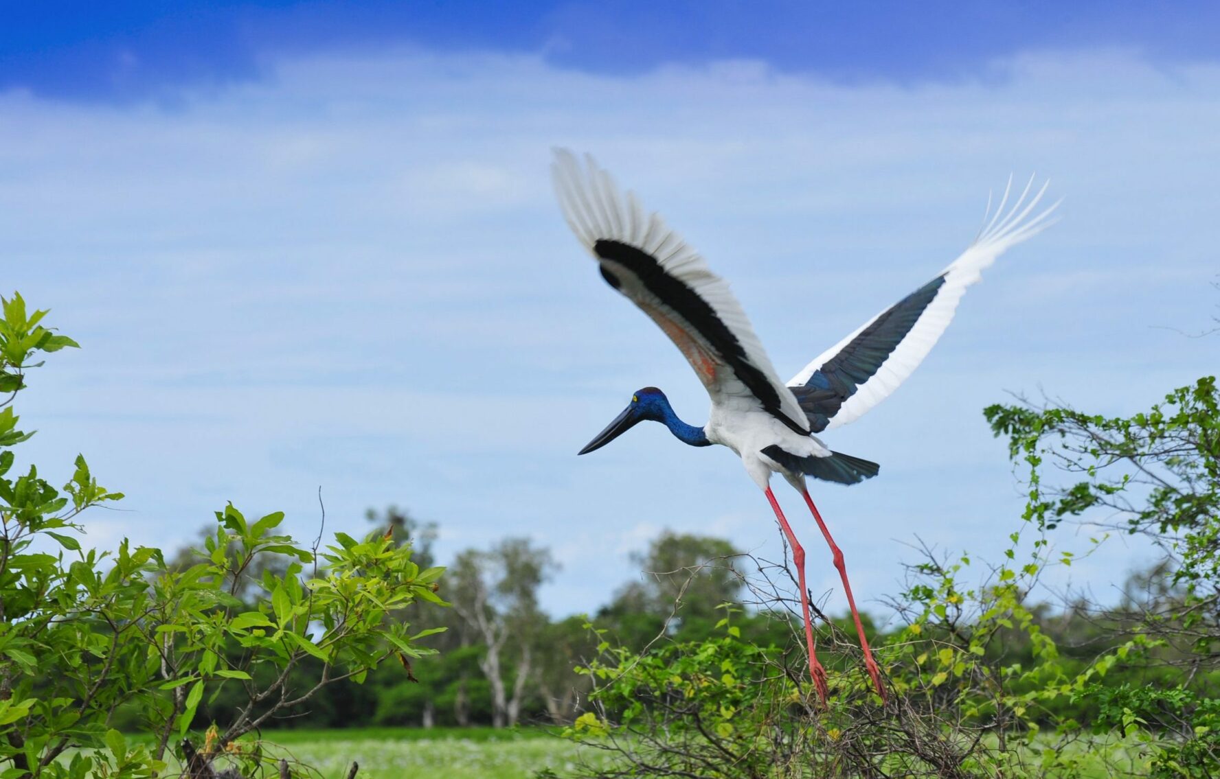 Jabiru bird in Australia.