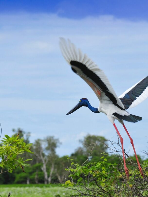 6-Day Hiking Tour in Kakadu, Litchfield, and Arnhem Land