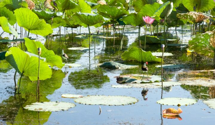 Jacana in the floodlands of Kakadu, Australia.