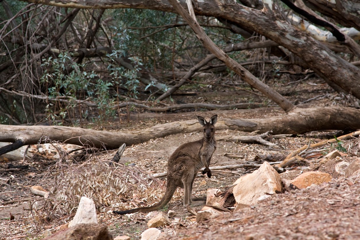 A kangaroo in the Flinders Ranges, Australia.