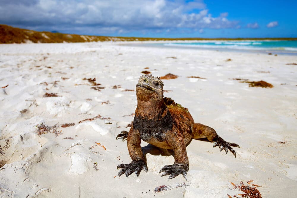 Land iguana in Galapagos