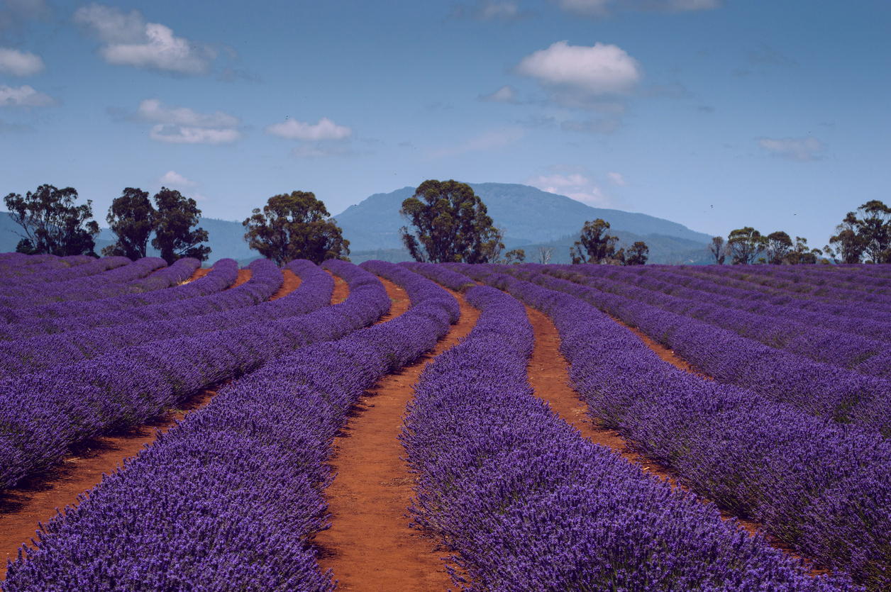 A lavender field in Tasmania, Australia.