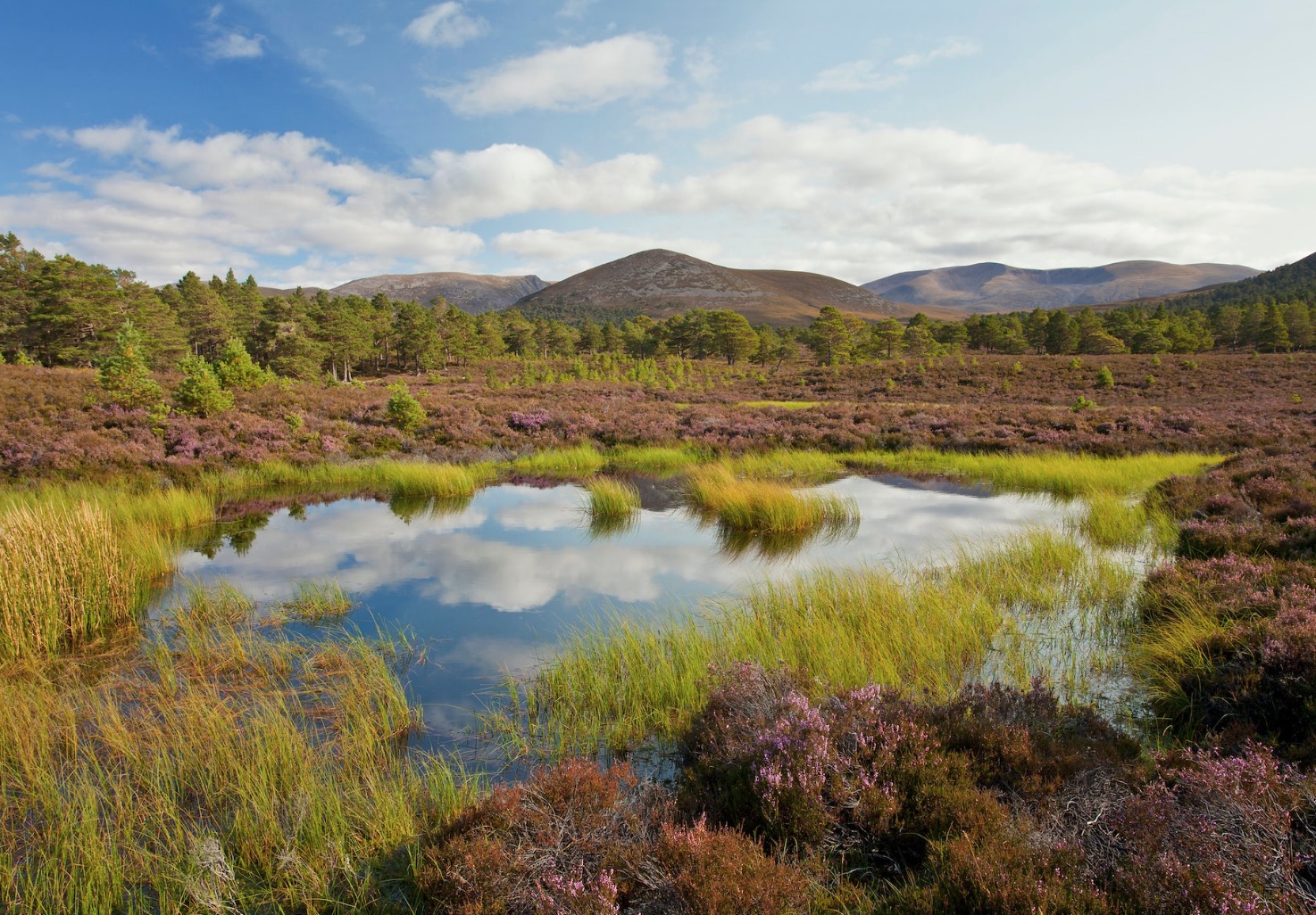 Marshes of Scottish Highlands