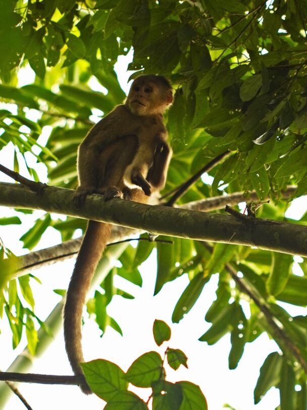 Galapagos & Amazon Quest: An Active Adventure