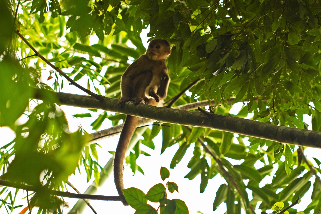 Monkey in the Amazon rainforest