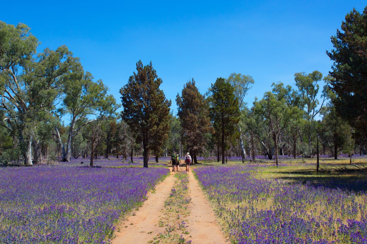 Hikers on a trail in the flinders surrounded by purple wildflowers.