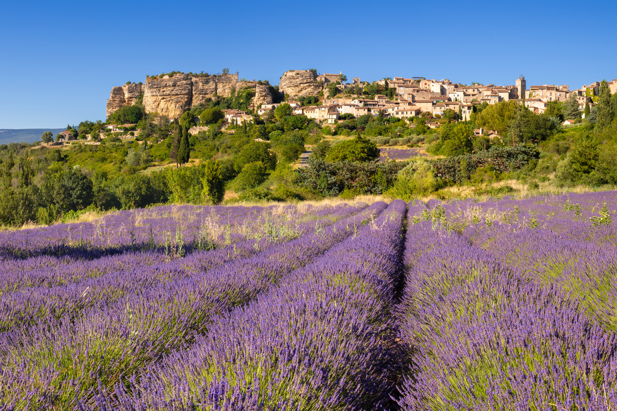 Saignon lavander fields