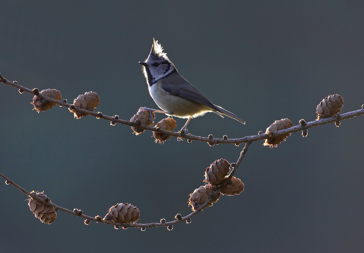 A bird in the rewilded area of Cairngorms