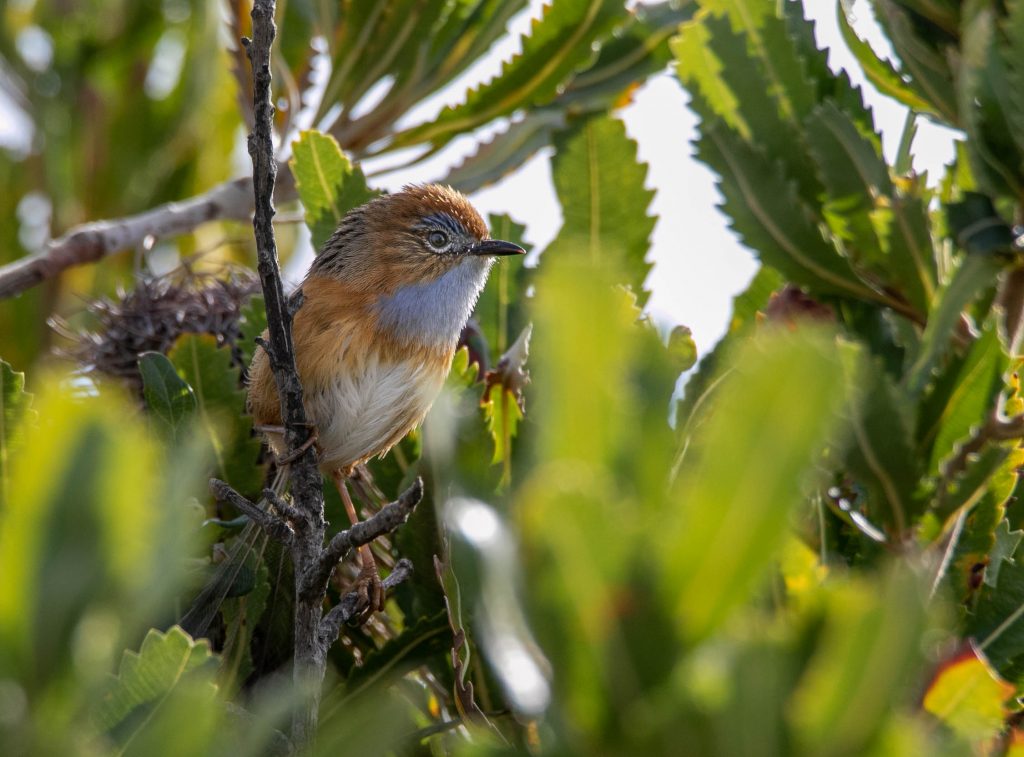 A small wildbird in the Beowa NP.