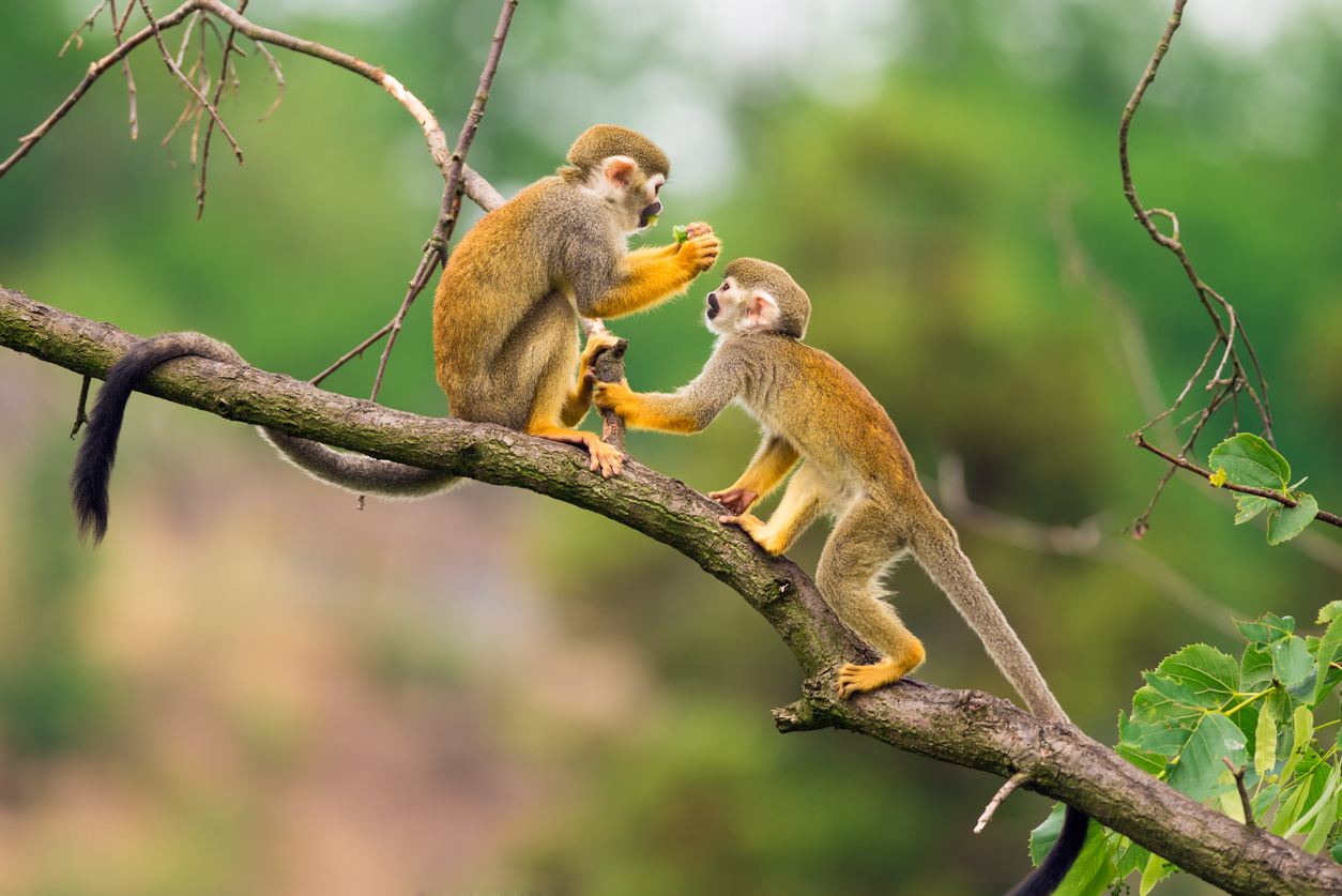 Squirrel monkey in Ecuador