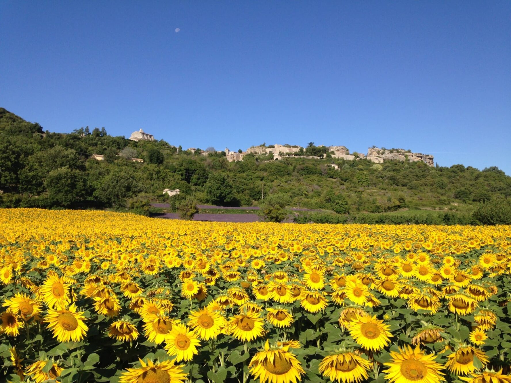 Sunflowers in Provence