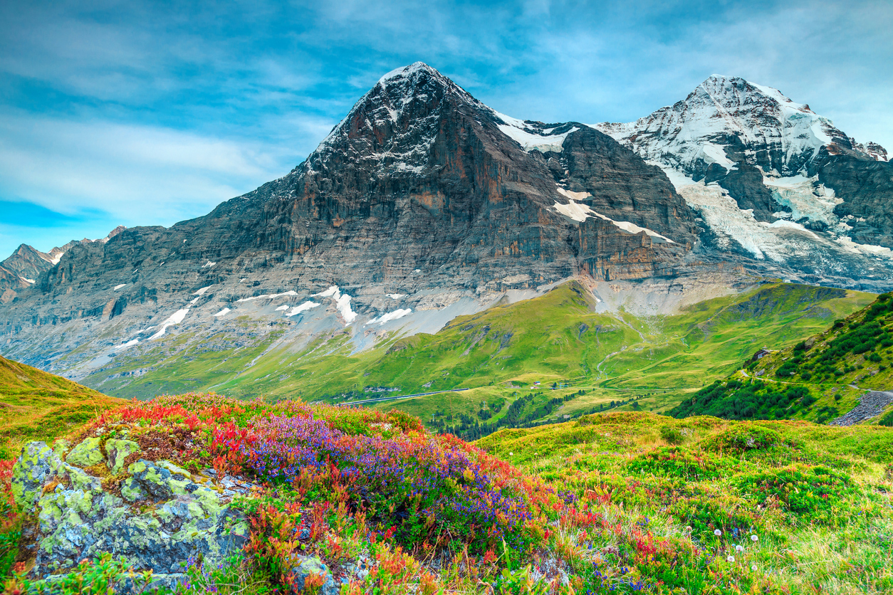 The scenery of the Swiss Alps with a mountain, a meadow, and wildflowers.