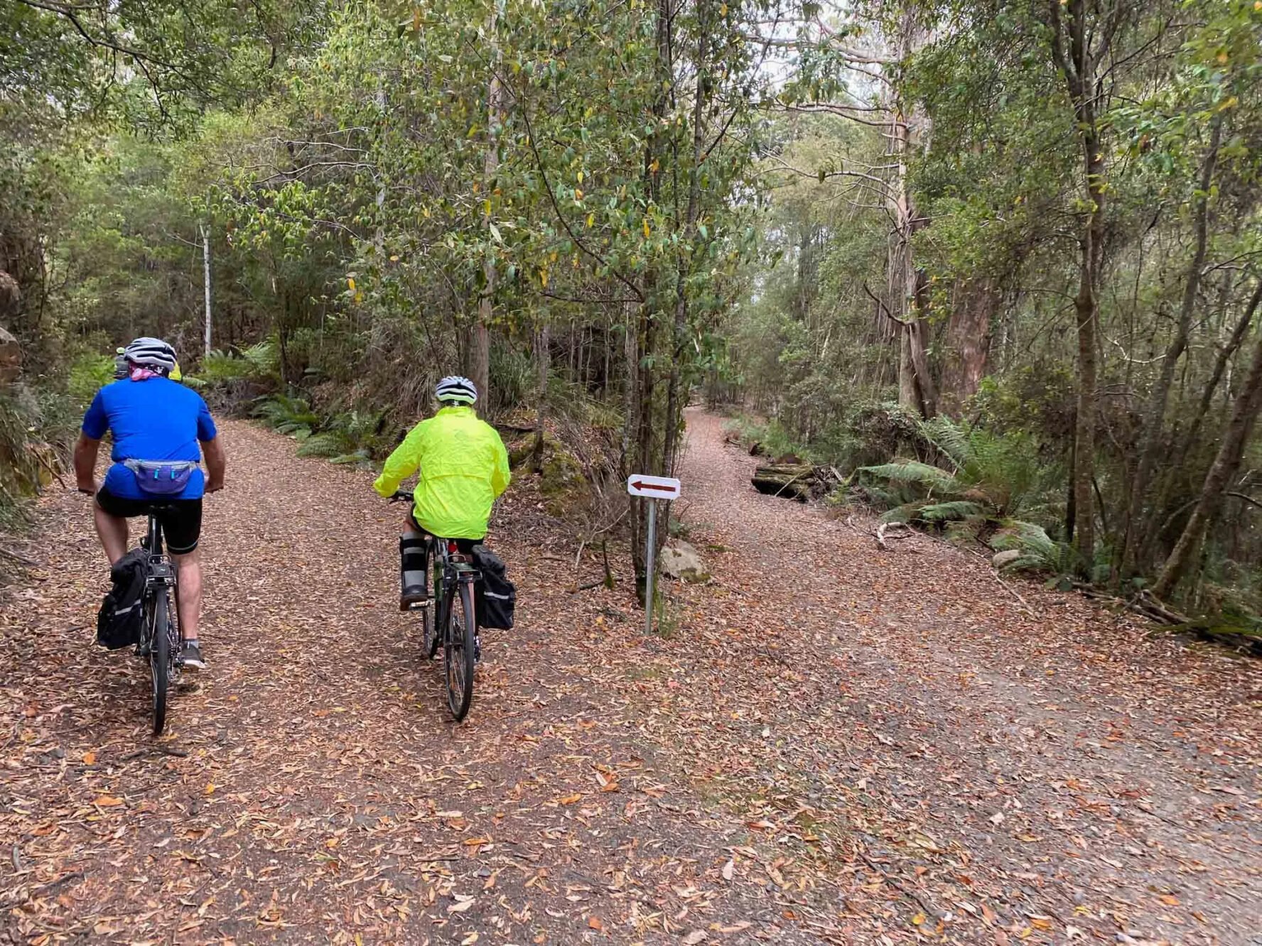 Two cyclists riding in a forest in Tasmania, Australia.