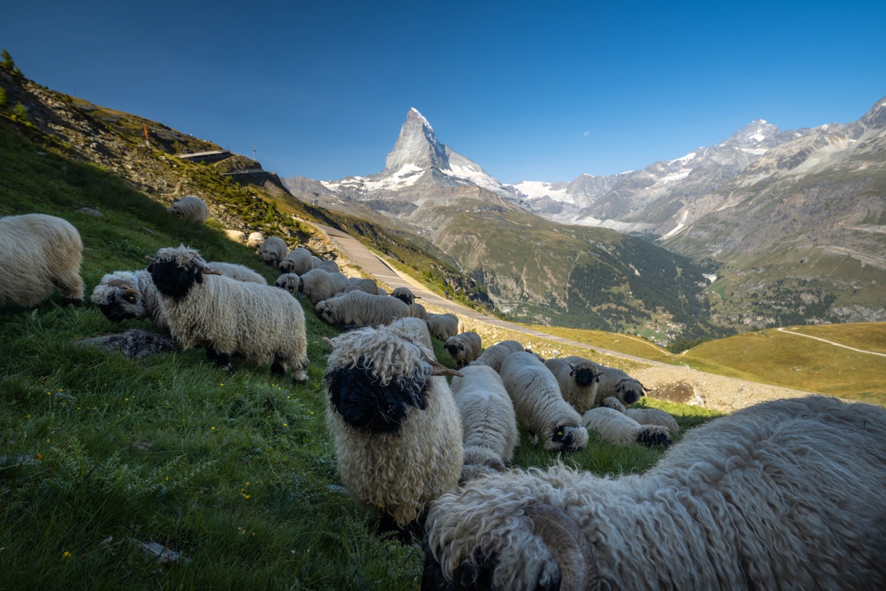 Valais Blacknose Sheep