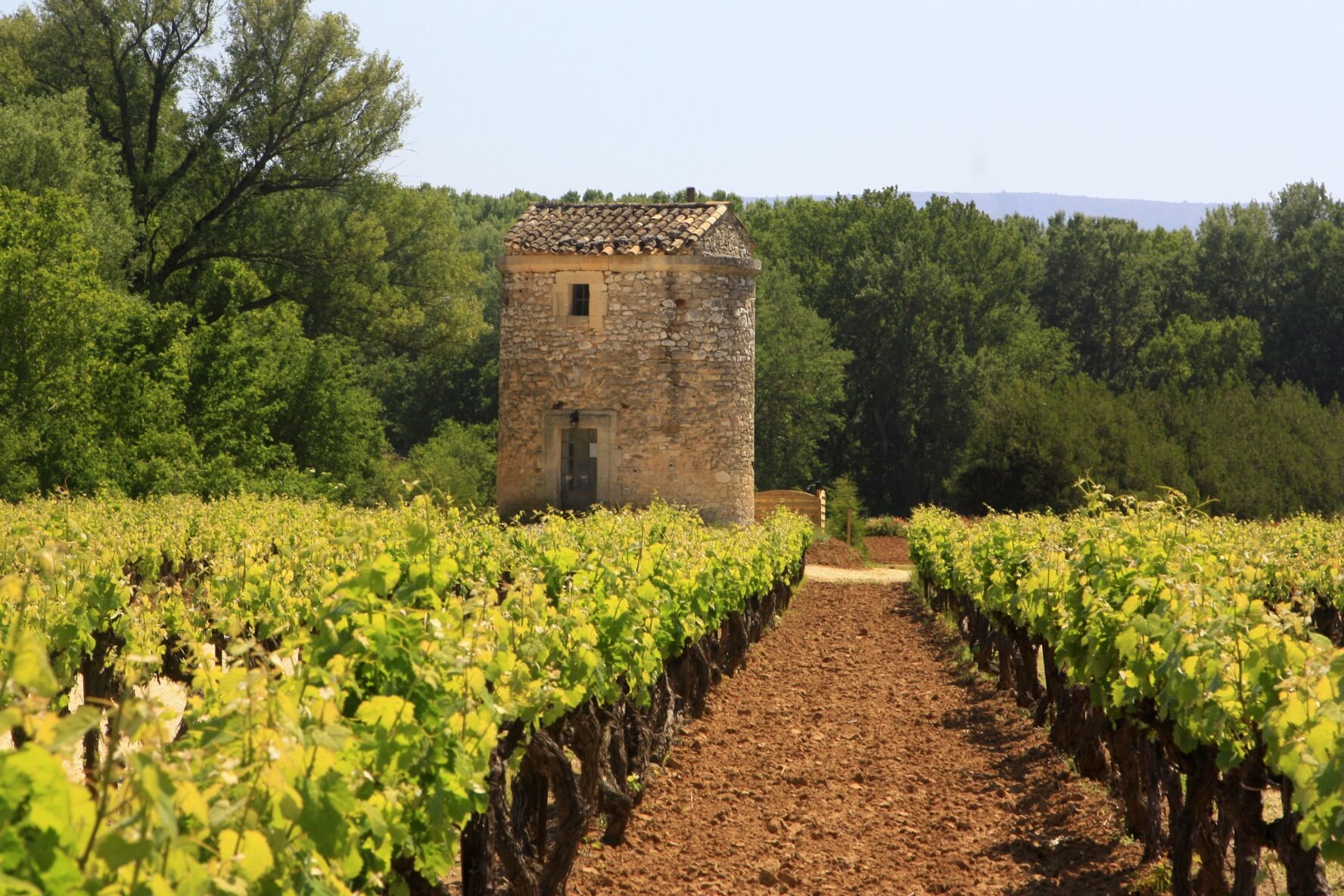 Vineyard in Provence